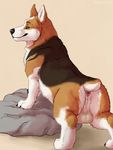  2016 animal_genitalia anus backsack balls butt canine corgi dog feral fur looking_at_viewer male mammal marjani rock simple_background solo 