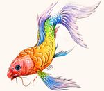  2016 ambiguous_gender blue_eyes colorized crayon_(artwork) dorsal_fin feral fin fish flesh_whiskers gills koi marine mixed_media multi_whisker nude open_mouth painting_(artwork) pen_(artwork) pose rainbow_scales realistic scales shaded signature simple_background snout soft_shading solo spine_ridge spines swimming tail_fin traditional_media_(artwork) white_background zeitgeistdragon 