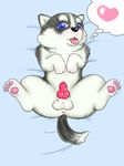  &lt;3 animal_genitalia animal_penis anus balls bed blue_eyes canine canine_penis dog erection husky looking_at_viewer lying male mammal nikukyu on_back on_bed open_mouth pawpads penis simple_background spread_eagle spread_legs spreading tongue 