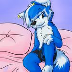  4_fingers bed bedding blanket blue_eyes blue_fur blue_hair boxers_(clothing) bulge canine clothing dog fur gaokun hair hand_on_knee male mammal multicolored_hair piercing pillow sitting solo underwear white_fur white_hair 