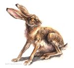  2016 ambiguous_gender black_eyes brown_body brown_fur brown_sclera feral fur hare kenket lagomorph looking_back mammal painting_(artwork) paws side_view simple_background smile solo traditional_media_(artwork) white_background white_fur 