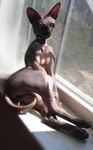  anthro breasts cat edit feline female james_fritz mammal photo_manipulation solo sphynx 