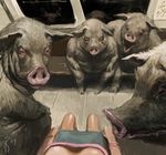  bracelet breasts cleavage clothed clothing digital_media_(artwork) female first_person_view fur human jewelry light_skin male mammal moscow open_mouth pig porcine sitting skirt subway surreal waldemar-kazak watch 