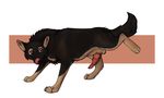  anthro canine dog feral german german_shepherd hindleg knot licking male mammal non penis shepherd street streetdog tongue tongue_out 