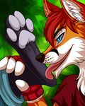  canine fox invalid_color invalid_tag licking mammal paws silvergrin tongue tongue_out 