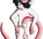  2016 anthro anus backsack balls black_hair blue_eyes blush butt fur hair hand_on_butt hi_res log_(artist) long_tail looking_at_viewer looking_back male mammal milo_(gioven) mouse nude penis pink_nose presenting presenting_hindquarters rear_view rodent simple_background solo white_background white_fur 