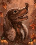  2016 ambiguous_gender arthropod autumn big_ears black_lips black_nose blue_eyes brown_fur butterfly canine detailed detailed_background dog duo flashw food fruit fur insect mammal open_mouth outside pumpkin teeth tongue 