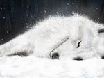 tagme wolf wolfs_rain 