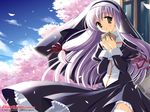  blush brown_eyes cherry_blossoms day galge.com garter_belt hair_ribbon long_hair nun odawara_hakone open_mouth purple_hair ribbon solo thighhighs very_long_hair wallpaper 