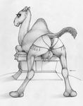  2016 animal_genitalia animal_pussy anus black_and_white butt camel camelid ecmajor female feral looking_at_viewer looking_back mammal monochrome piercing presenting pussy raised_tail smile solo teats udders 