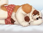  2016 adios anthro belly big_belly black_nose boxers_(clothing) brown_eyes brown_fur bulge canine clothed clothing digital_media_(artwork) dog fur grabbing_sheets looking_at_viewer lying male mammal multicolored_fur on_side overweight overweight_male saint_bernard simple_background solo the_farewelled topless underwear white_background white_fur 