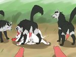  2016 absurd_res all_fours balls canine cum cum_in_pussy cum_inside female feral feral_on_feral fur group hi_res interspecies long_ears mammal mightyena nintendo penis pok&eacute;mon pussy sex thigh_master tongue tongue_out video_games zangoose 