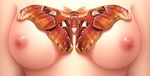  animal atlas_moth bad_id bad_pixiv_id breasts bug close-up highres insect medium_breasts moth nipples original seventhheaven solo upper_body 