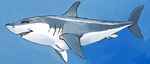  breasts feral fin fish jjfrenchie marine shark swimming underwater water 