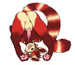  anus balls humanoid_penis male mammal penis red_panda solo spazzyhusky upside_down 
