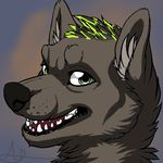  canine cavin green_eyes mammal portrait wolf 