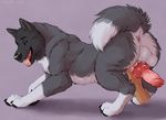  2016 akita anatomically_correct anatomically_correct_penis animal_genitalia animal_penis anus backsack balls butt canine canine_penis disembodied_paw dog duo erection feral fur holding_penis knot looking_at_viewer male mammal marjani pawpads penis simple_background tongue tongue_out 