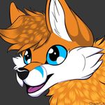 blue_eyes canine felix_silverclaw feral fox fur male mammal orange_fur oreo_the_fox white_fur 