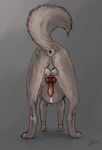  2016 anatomically_correct anchee animal_genitalia animal_penis anus balls canine canine_penis erection feral fur grey_fur knot male mammal penis perineum precum presenting raised_tail rear_view sheath simple_background wolf 