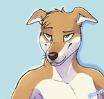  anthro armpits canine dog green_eyes greyhound kwikdog male mammal solo 