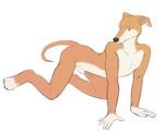  anthro balls canine dog green_eyes greyhound harlem kwikdog male mammal nude penis 