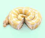  boa_(disambiguation) cake coiling edit food photo_manipulation photomorph reptile scalie simple_background snake 