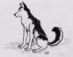  canid canine canis domestic_dog feral husky male mammal nordic_sled_dog solo spitz wolf wolfdog_white_wolf 