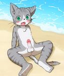  balls beach blurred cat feline fur green_eyes grey_fur looking_at_viewer mammal nude open_mouth penis sand seaside spread_legs spreading water まぐのろもも缶 