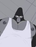 anthro ape big_chest big_daddy_(sing) black_body black_fur burglar chain chain_necklace clothing criminal digital_media_(artwork) frown_eyebrows fur gang gangster gold_(metal) gold_chain gold_jewelry gold_necklace gorilla haplorhine hi_res illumination_entertainment jewelry looking_at_viewer looking_down male mammal muscular muscular_anthro muscular_male necklace nipples pec_pov_meme pecs primate robber shirt simple_background sing_(movie) solo thief thug topwear unrealrui white_clothing white_shirt white_topwear