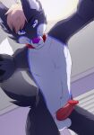  animal_genitalia animal_penis balls canid canine canine_genitalia canine_penis collar collar_only dionekat first_person_view fox genitals hi_res male mammal nude penis pinned pokusa solo 