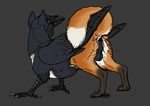 alexandros anus avian balls beak bird butt canine feathered_wings feathers feral fox gryphon hybrid looking_at_viewer looking_back male mammal mirkrali presenting presenting_hindquarters raised_tail solo wings 