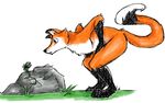  canine curious fox fur grass male mammal orange_fur plant rock rough_sketch simple_background white_background 