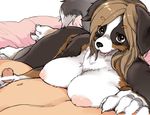  anthro bernese_mountain_dog big_breasts black_fur black_nose blush breast_rest breasts brown_eyes brown_fur brown_hair canine censored claws dog duo faceless_male female first_person_view fur hair handjob invalid_tag kemono kikurage long_hair looking_at_viewer lying male male/female mammal multicolored_fur nipples nude on_side open_mouth penis white_fur 