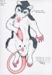 2024 american_opossum anthro blep claws dated female female_anthro feral front_view fur genitals grey_body grey_fur hi_res looking_at_viewer mammal marsupial pink_tail pink_tongue pouch_(anatomy) purple_claws simple_background sketchy_shelby solo tail teal_eyes tongue tongue_out traditional_media_(artwork) vulva white_background white_body white_fur