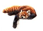  ambiguous_gender black_nose claws eyes_closed feral fur kenket lying mammal nude paws red_fur red_panda ringtail simple_background sleeping smile traditional_media_(artwork) whiskers 