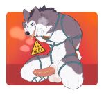 animal_genitalia anthro balls bdsm bondage bound canid canine canis erection fur genitals glans grey_body grey_fur hands_behind_back humanoid_genitalia humanoid_penis in_heat male mammal penis restraints rope rope_bondage rope_harness seraphictiger sheath smile solo tongue tongue_out warning_sign wolf