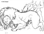  2006 anal bestiality chris_sawyer erection feline feral human lion looking_pleasured male male/male mammal mane penis 