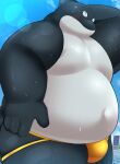  2026 anthro belly big_belly black_body blush bodily_fluids bulge cetacean clothing dolphin hi_res jockstrap kemono male mammal marine oceanic_dolphin orca outside overweight overweight_male scar solo standing sweat toothed_whale trail_arnak underwear white_body 