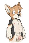 anthro balls blue_eyes canid canine canis casual_nudity domestic_dog flaccid fur genitals herding_dog hi_res housepets! king_(housepets!) male male_anthro mammal multicolored_body multicolored_fur navel nipples pastoral_dog penis simple_background slightly_chubby slightly_chubby_male solo taro_bubbletea three-quarter_view welsh_corgi white_background