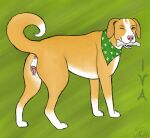 animal_genitalia animal_vulva anus bird_dog bone canid canine canine_genitalia canine_vulva canis clubs_(suit) diamond_(marking) domestic_dog female feral fur genitals golden_retriever green_eyes heart_nose heart_symbol hi_res hunting_dog iva_(maklykan) maklykan mammal markings molosser mountain_dog one_eye_closed orange_body orange_fur retriever saint_bernard scarf solo suit_symbol vulva white_body white_fur wink