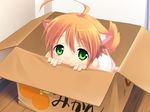  1girl animal_ears box dog_ears doggirl flat_chest food fruit game_cg green_eyes hcg inumimi mandarin mandarin_orange mikan mikan_(wanko) red_hair redhead short_hair solo tangerine wanko_to_kurasou 