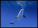  ambiguous_gender cetacean dolphin feral jaxxblackfox mammal marine open_mouth smile solo underwater water 