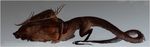  absurd_res antlers blood canine crouching dragon fangs feral fur hi_res horn hybrid mammal reykat simple_background superabsurd_res teeth 