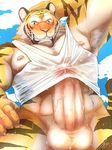 abs anthro armpit_hair armpits balls blush bottomless clothed clothing colored erection feline male mammal mohumohuotou muscular pecs penis simple_background solo tiger 