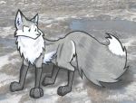  3_toes alternate_version_at_source ambiguous_gender black_fur black_markings black_nose blue_eyes canid canine cheek_tuft colored_pencil_(artwork) compression_artifacts countershade_face countershade_torso countershading curious day digital_media_(artwork) digitigrade dipstick_tail dirt ear_markings ears_up facial_markings feral fluffy fluffy_tail fox full-length_portrait fur fur_markings gloves_(marking) grass grey_fur head_tilt head_tuft inner_ear_fluff looking_back looking_down mammal marker_(artwork) markings mixed_media motion_lines multicolored_fur multicolored_tail nude outline outside photo_background pointy_ears portrait quadruped red_fox ruff shaded shadow side_view skeptical snout snow socks_(marking) solo standing suspicious tempest_(tempestryder) tempestryder toes traditional_media_(artwork) tuft two_tone_tail water white_countershading white_fur white_markings 