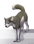  ambiguous_gender black_nose blue_eyes canine dog eam0 feral fur grey_fur hindpaw mammal nude paws simple_background solo standing white_background white_fur 