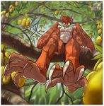  aerys bat claws depth_of_field food foot_focus fruit fur hindpaw looking_at_viewer male mammal orange_fur paws shorty-antics-27 smile tree white_fur 