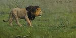  aaron_blaise balls feline feral grass lion male mammal painting_(artwork) photorealism solo traditional_media_(artwork) 