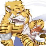  2016 abs anthro balls bandage blue_eyes blush claws feline male mammal masturbation muscular nipples pecs penis precum smile sollyz solo stripes tiger 