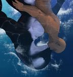  2016 anthro bald big_breasts breast_squish breasts cetacean duo eyes_closed female hattonslayden human human_on_anthro interspecies kissing larger_female male male/female mammal marine nude orca size_difference smaller_male underwater water whale 